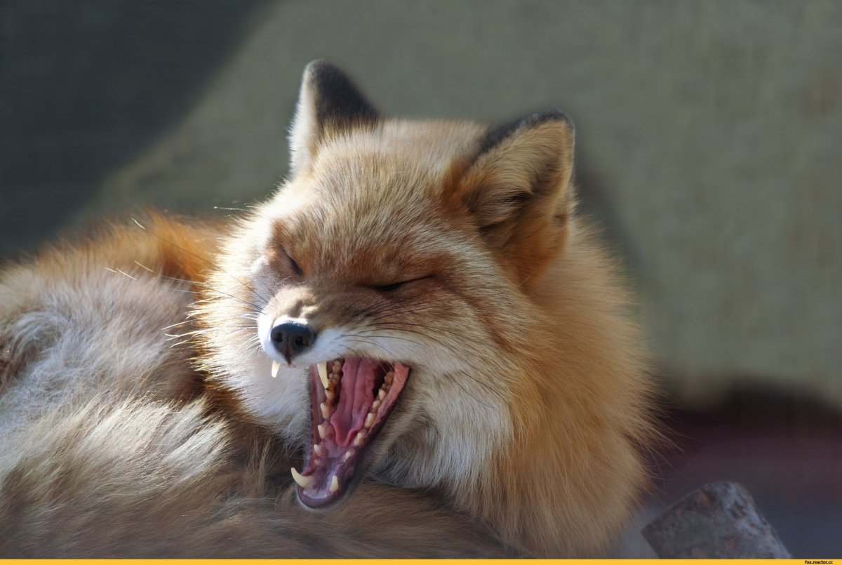 Оскал лисы
