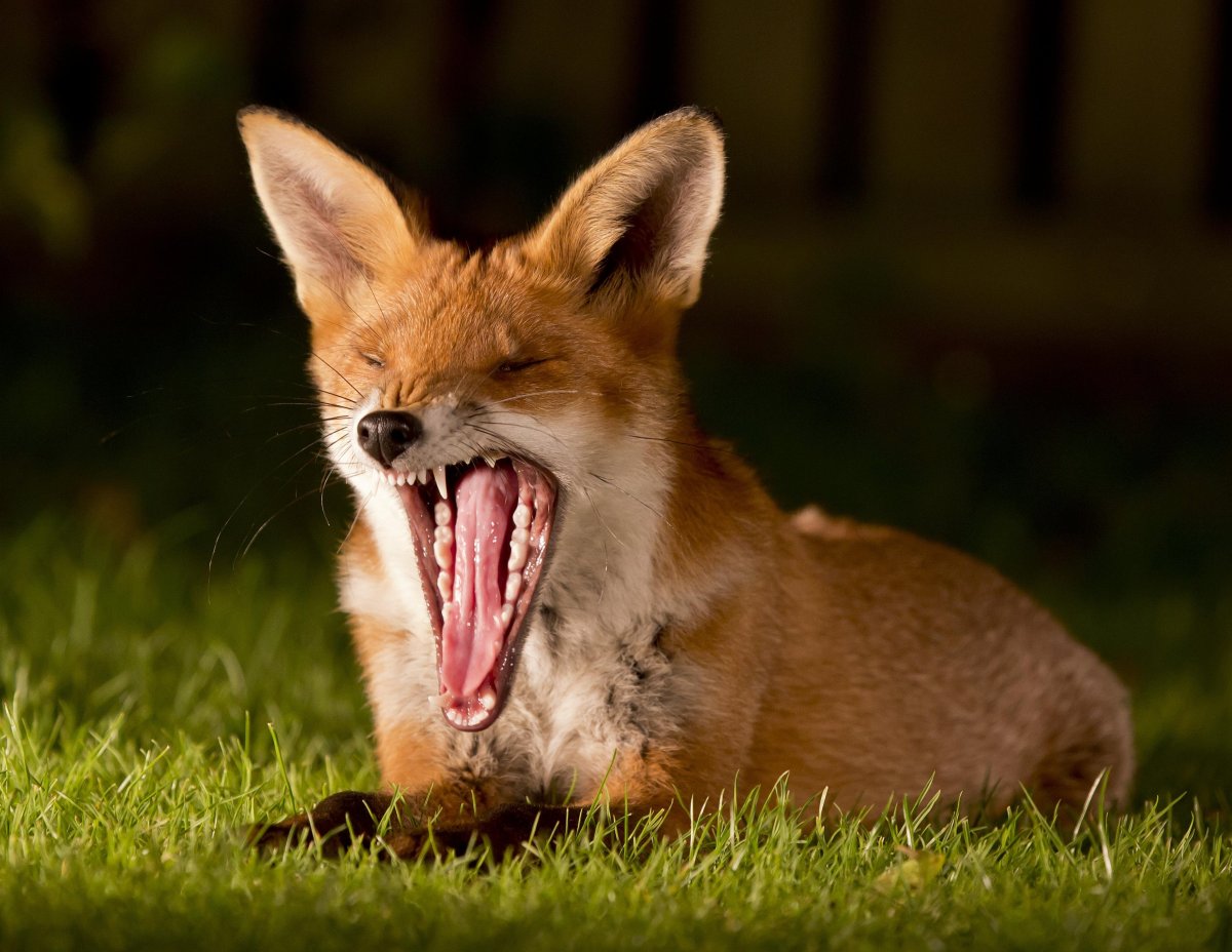 Зубы лисы