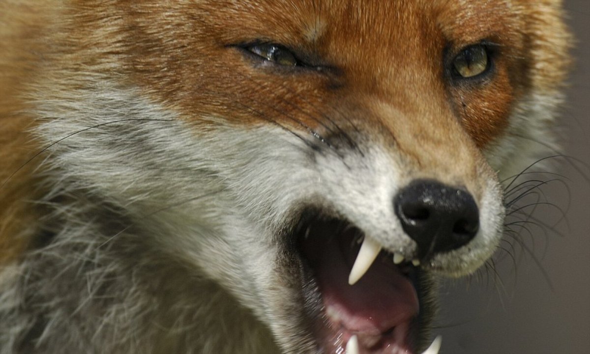Лис в гневе