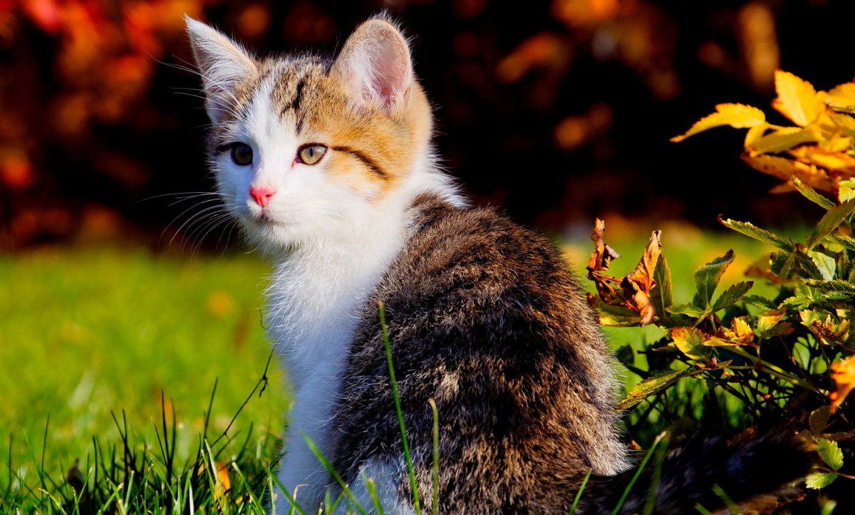 Кот на природе