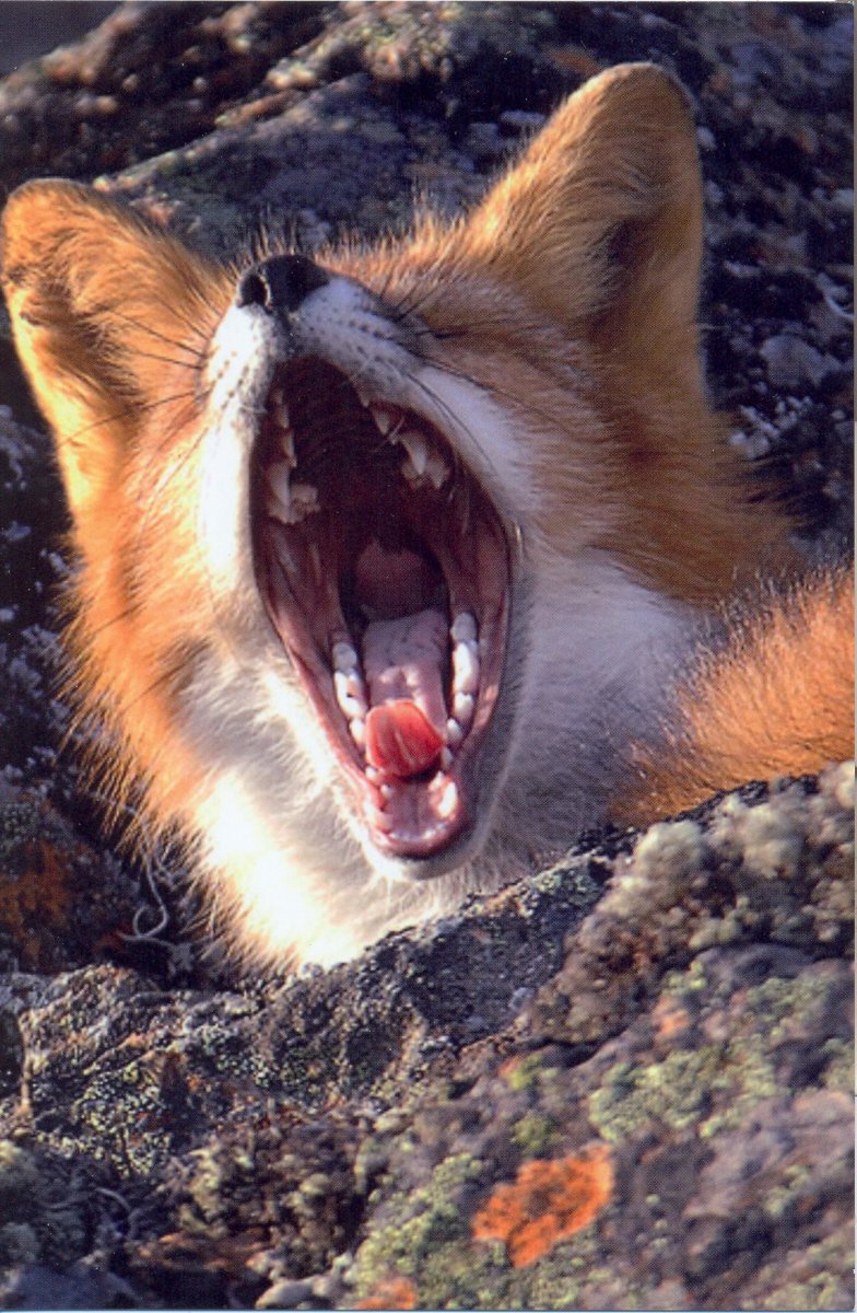 Лисенок зевает