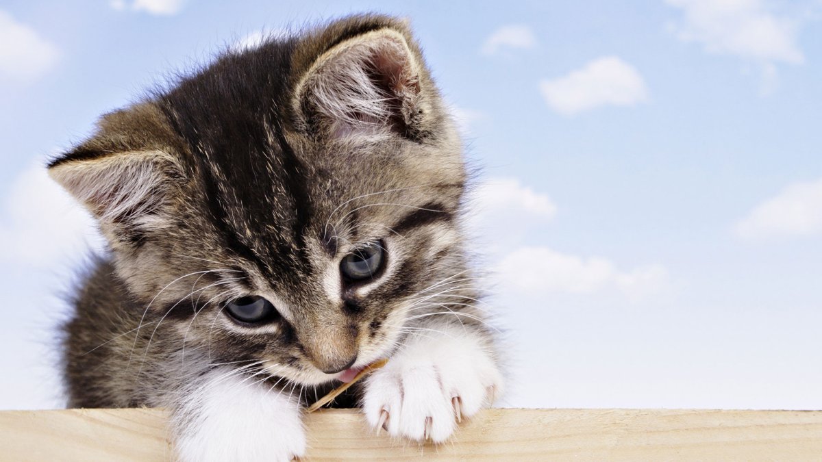 Картинки на рабочий стол котики