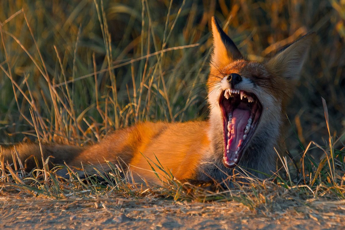 Лиса хищник