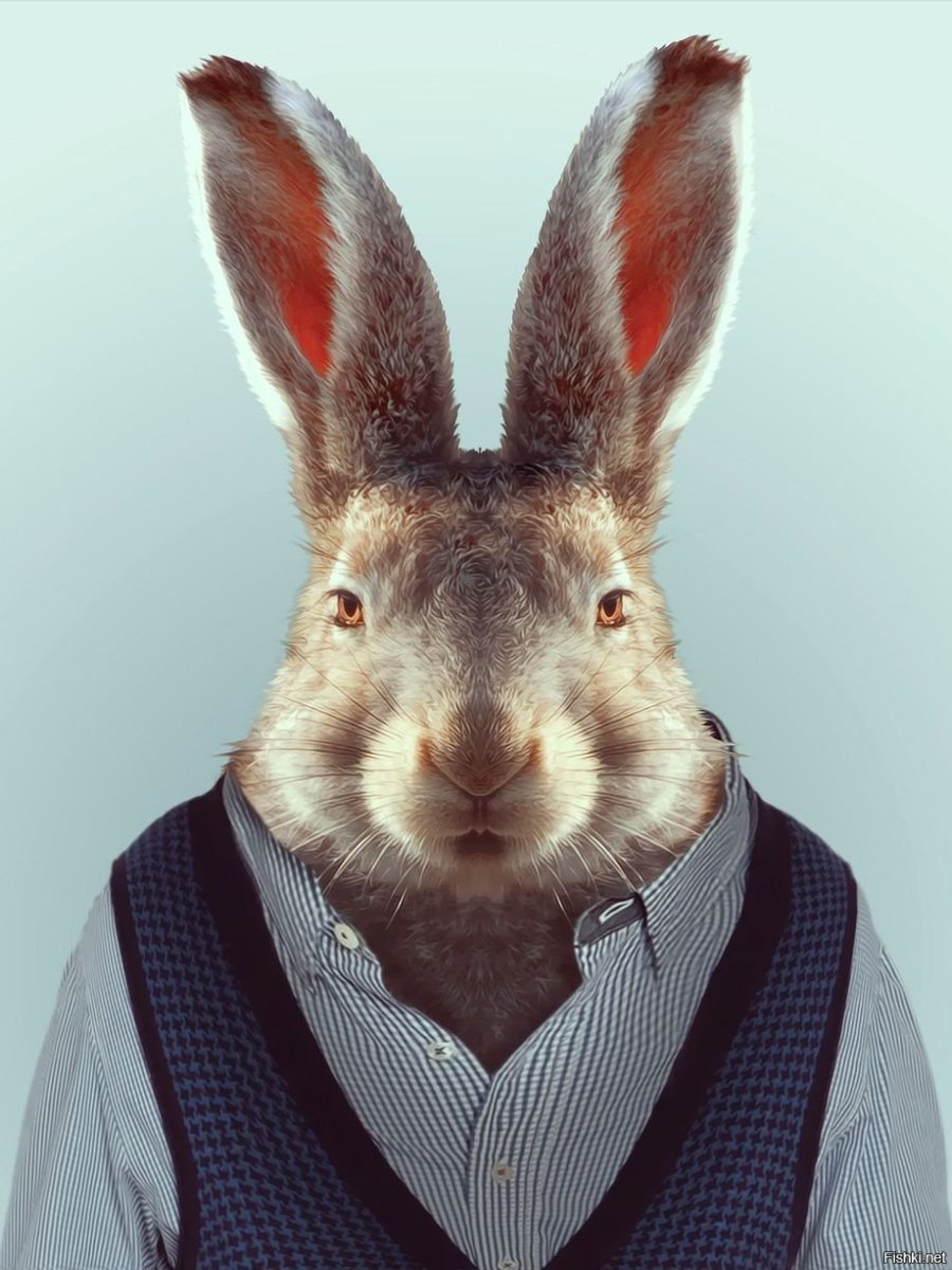 Кролик альбинос лысый