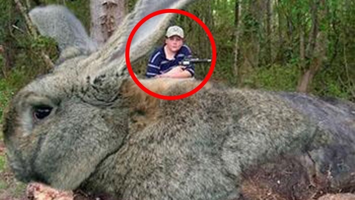 Дикий кролик