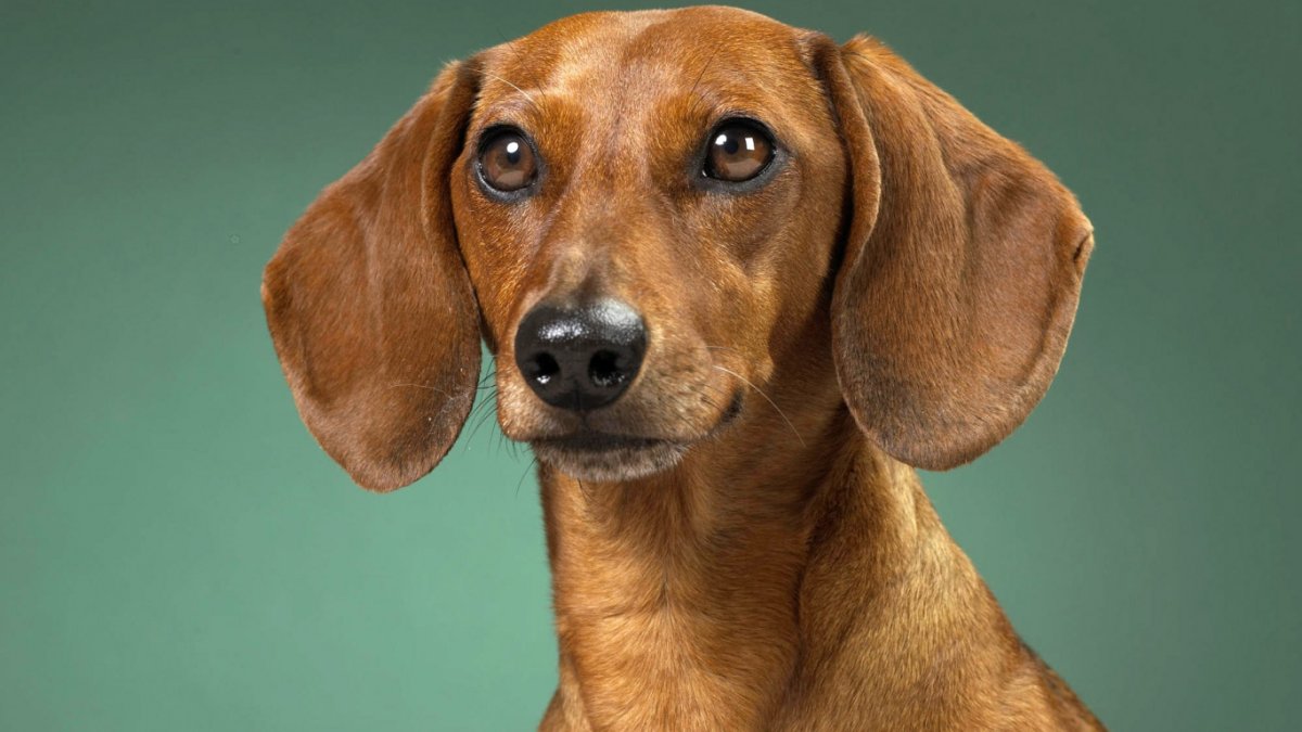 Такса рыжая гладкошерстная