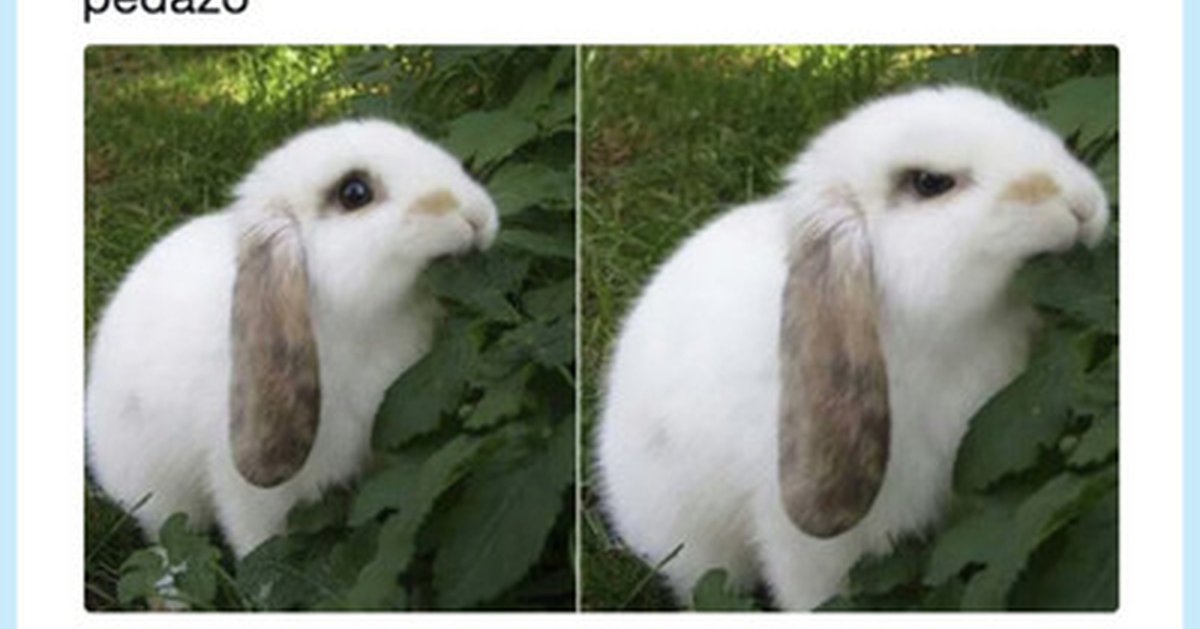 Кролик психопат