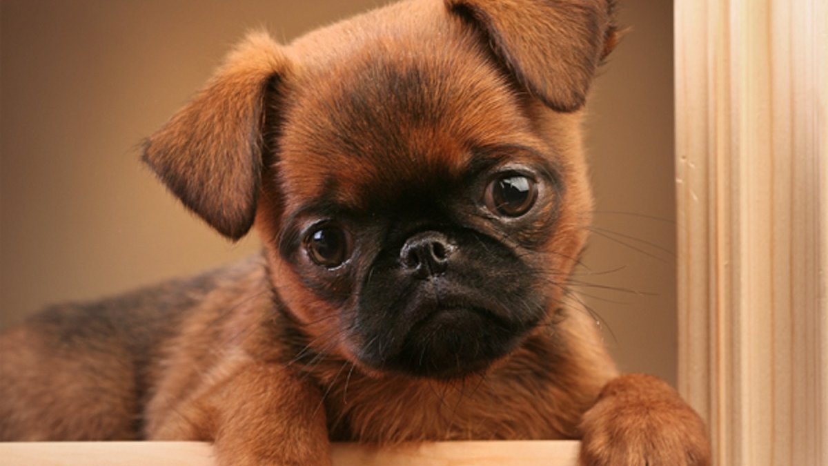 Пти (малый) брабансон