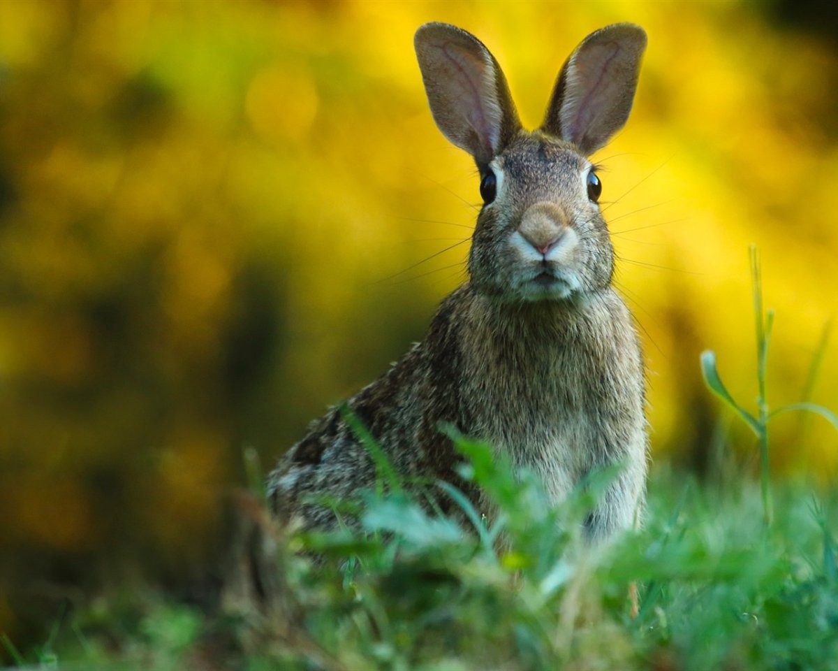 Белый кролик