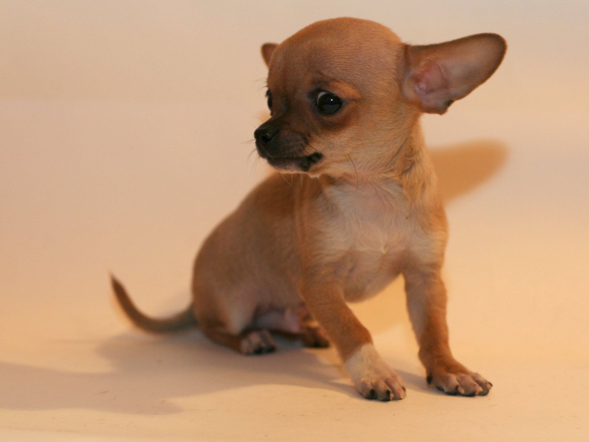 Щенки чихуахуа – тойтерьер