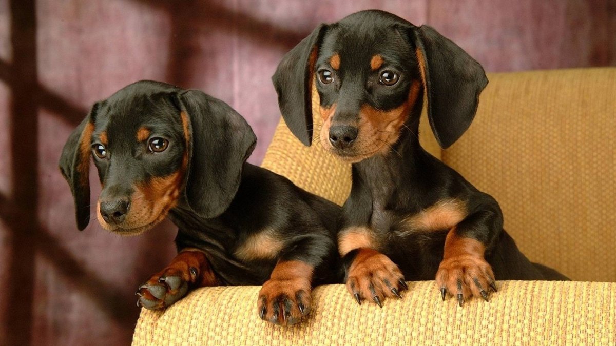 Гладкошерстная американская карликовая такса