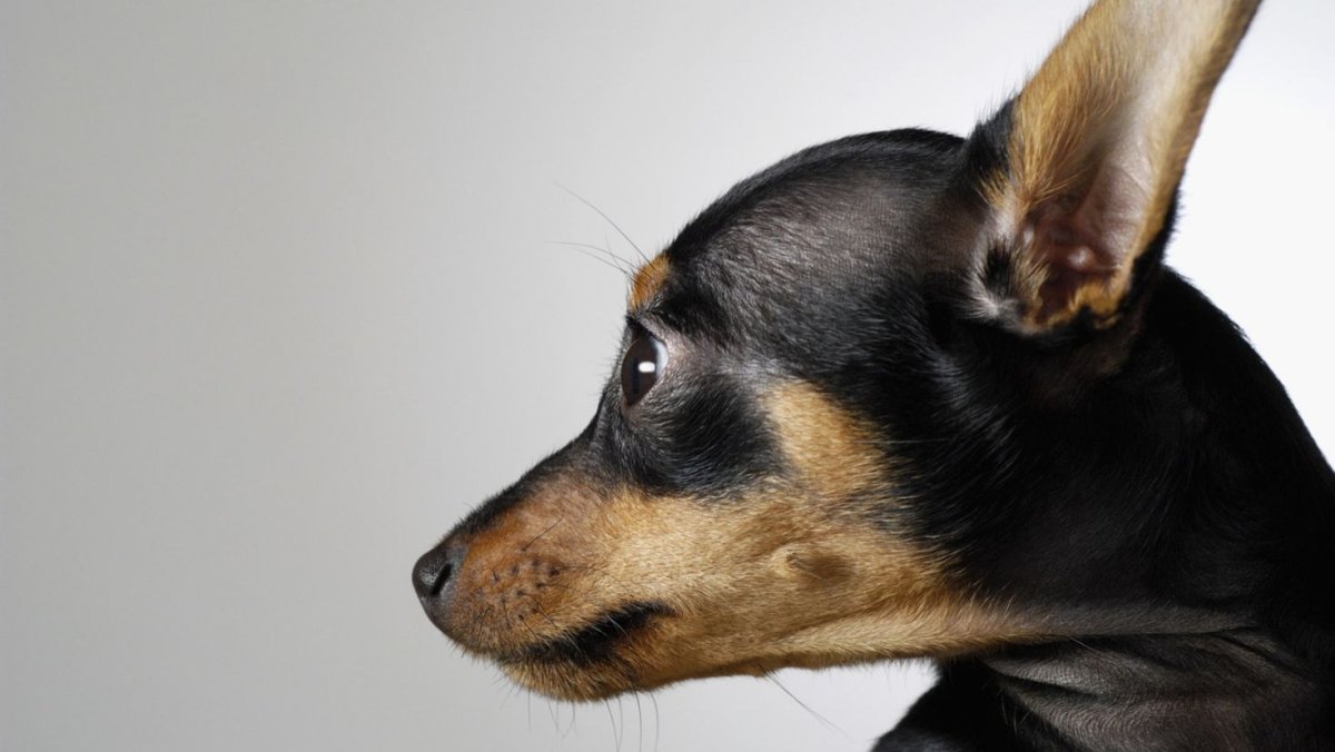 Черно-подпалый терьер