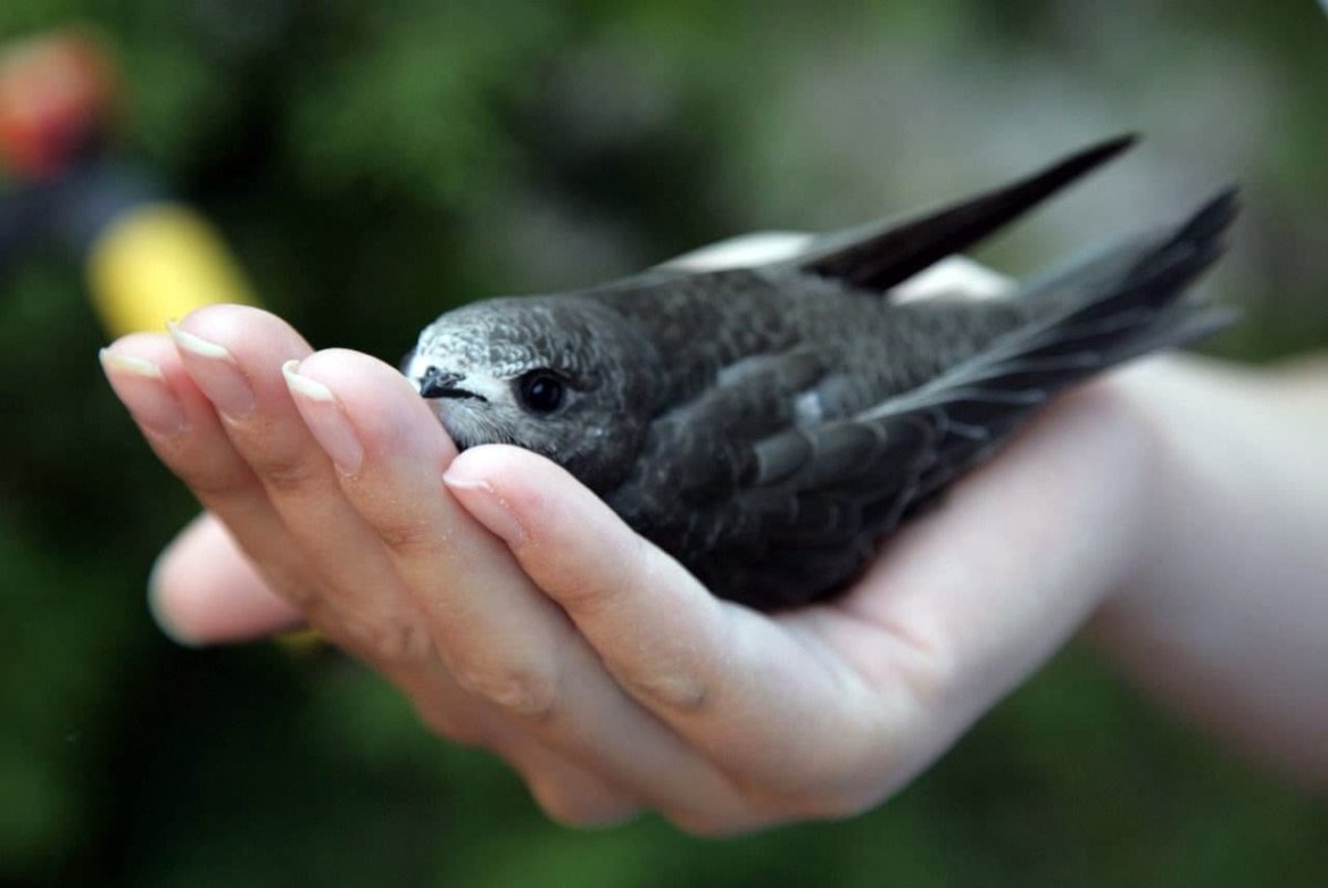 Иглохвостый Стриж птенец