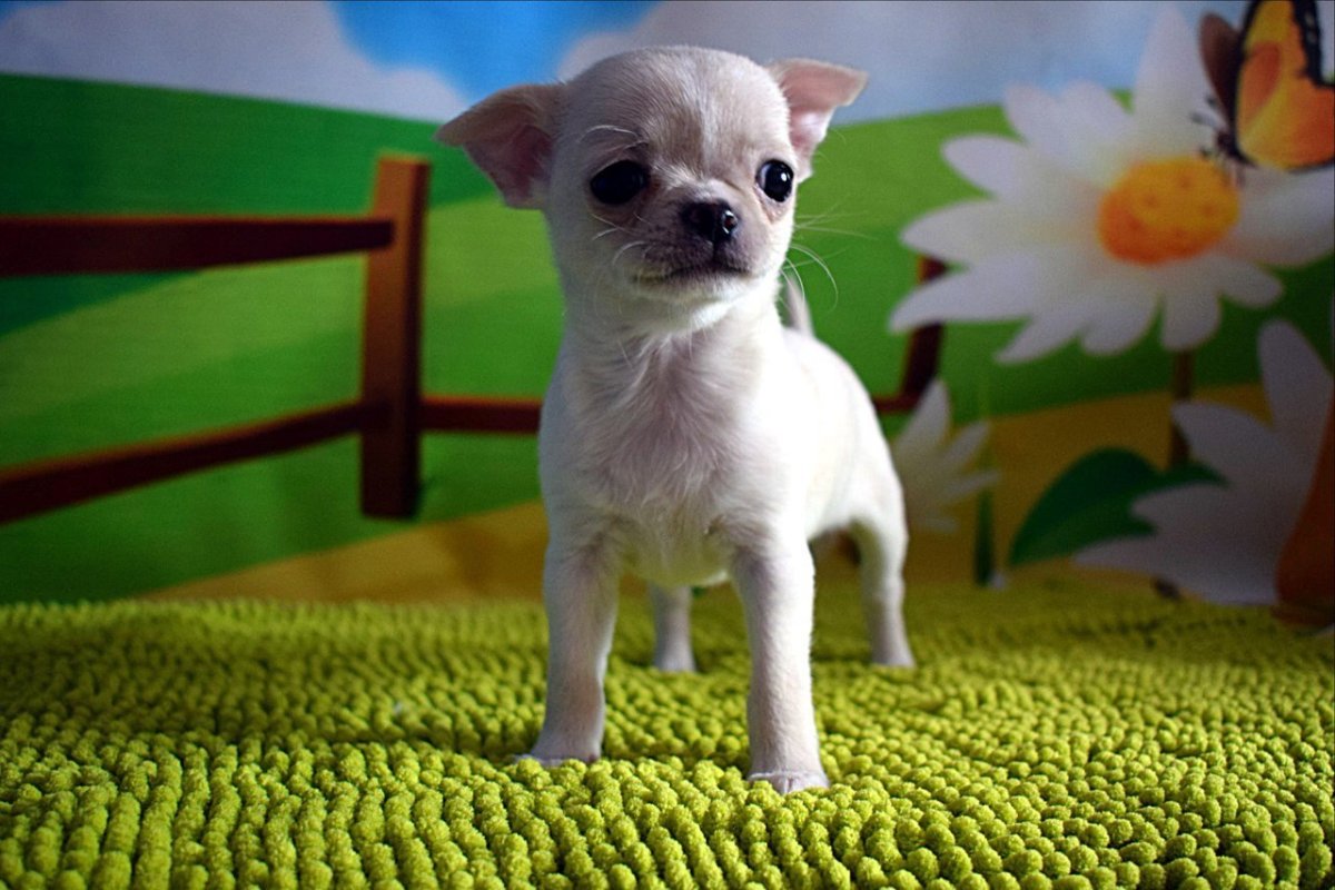 Чихуахуа гладкошерстные