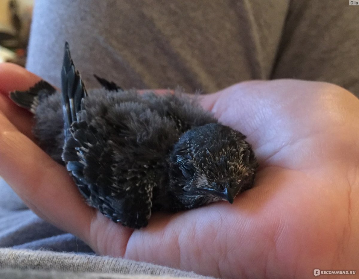 Стриж птица лапки