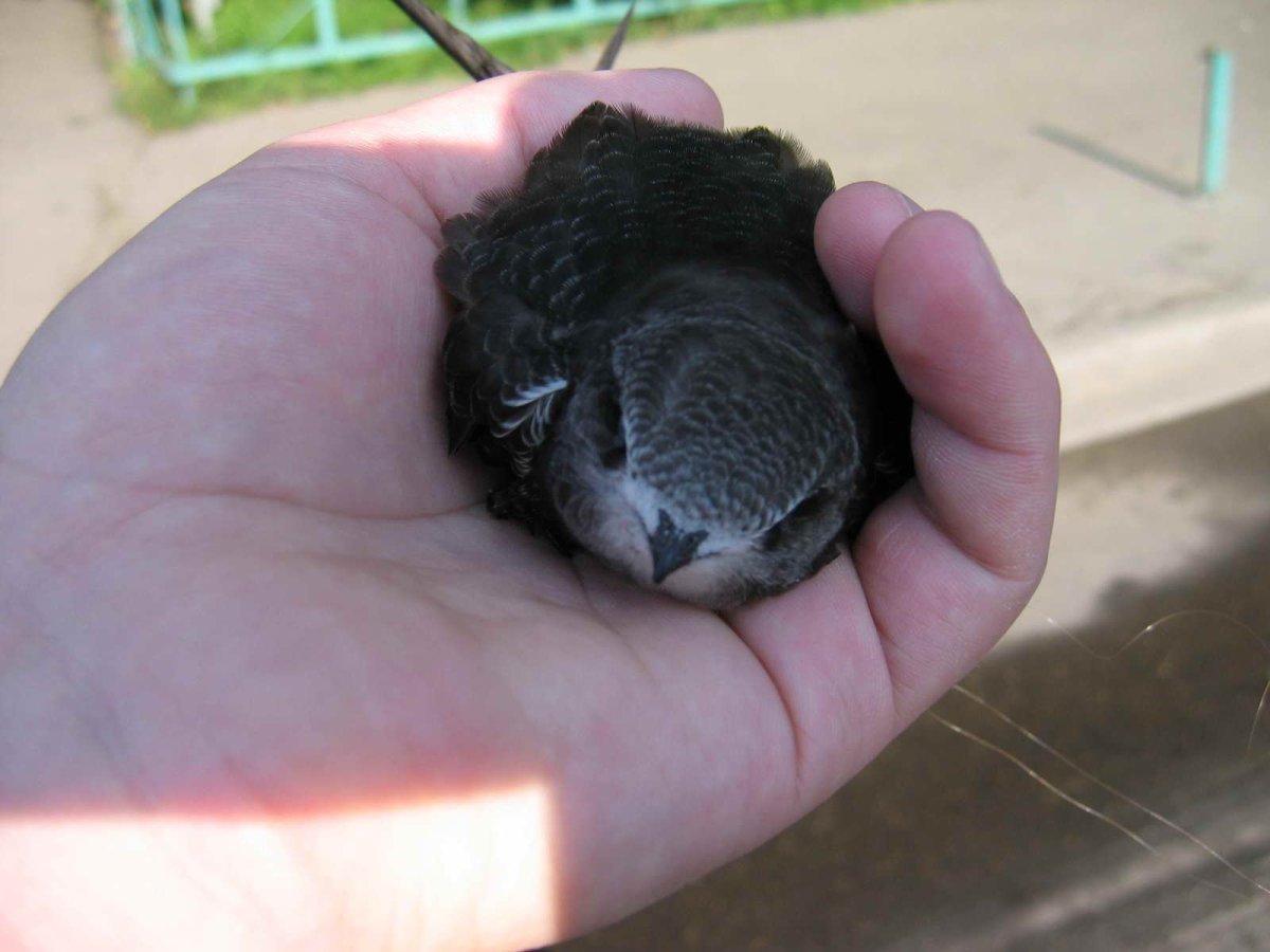 Птенец ласточки новорожденный