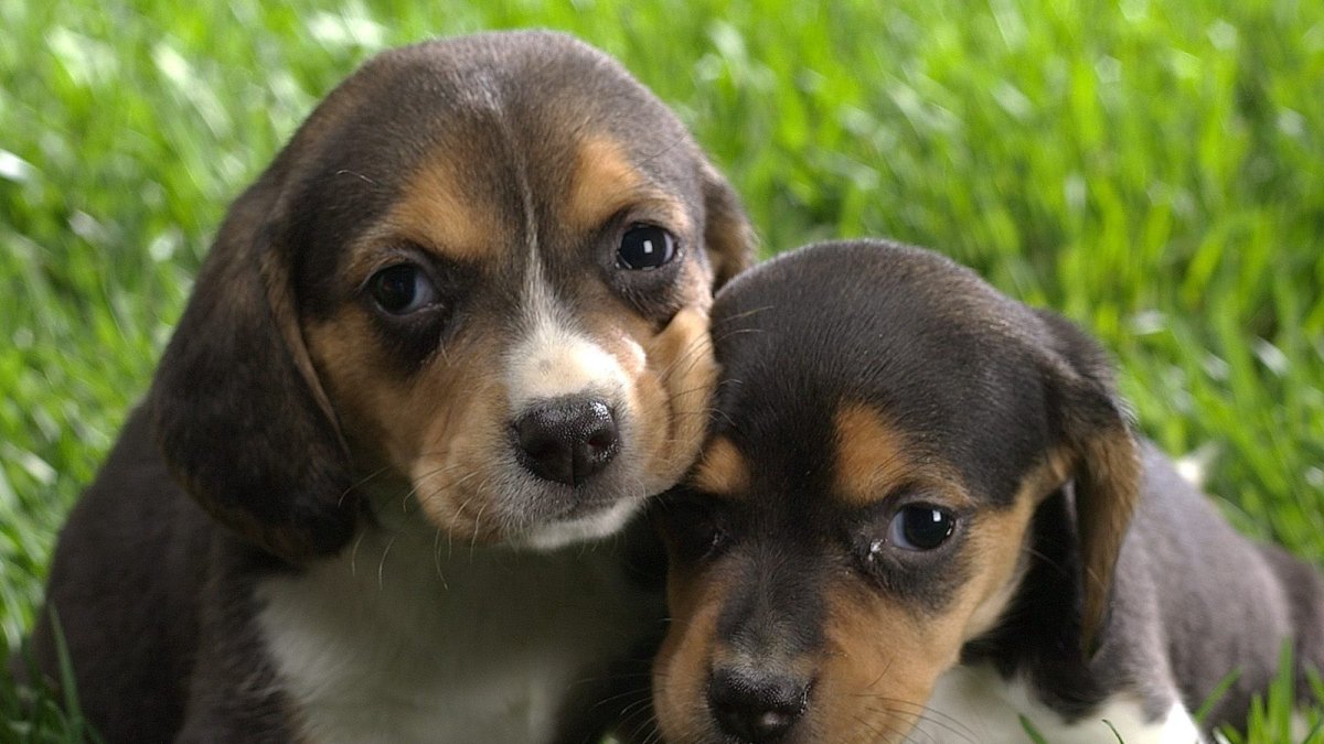 Бигль Пуппи