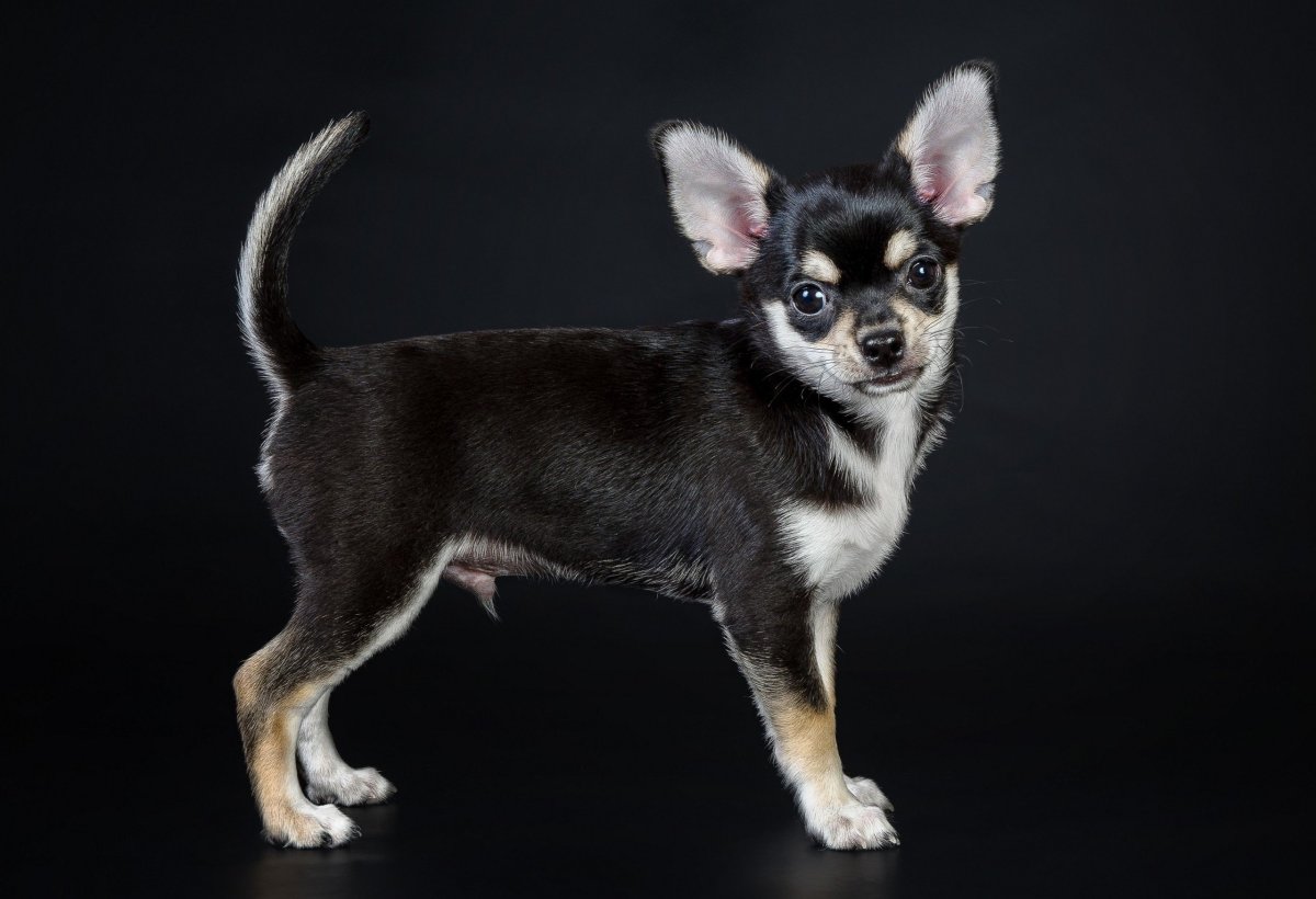 Чихуахуа черно подпалый