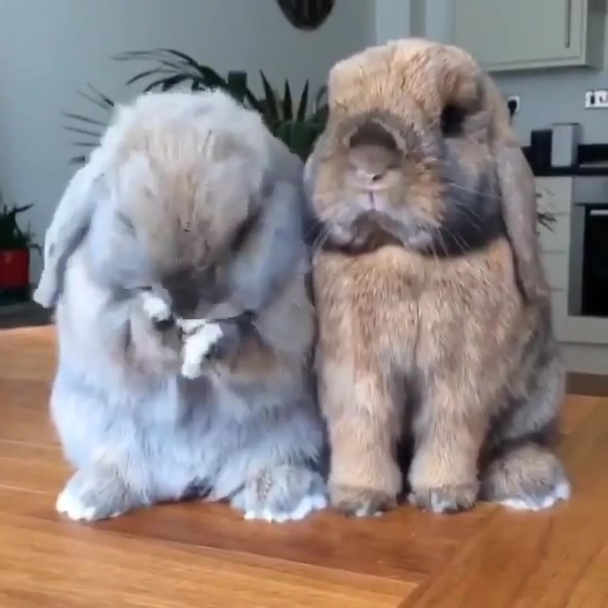 Лапы кролика