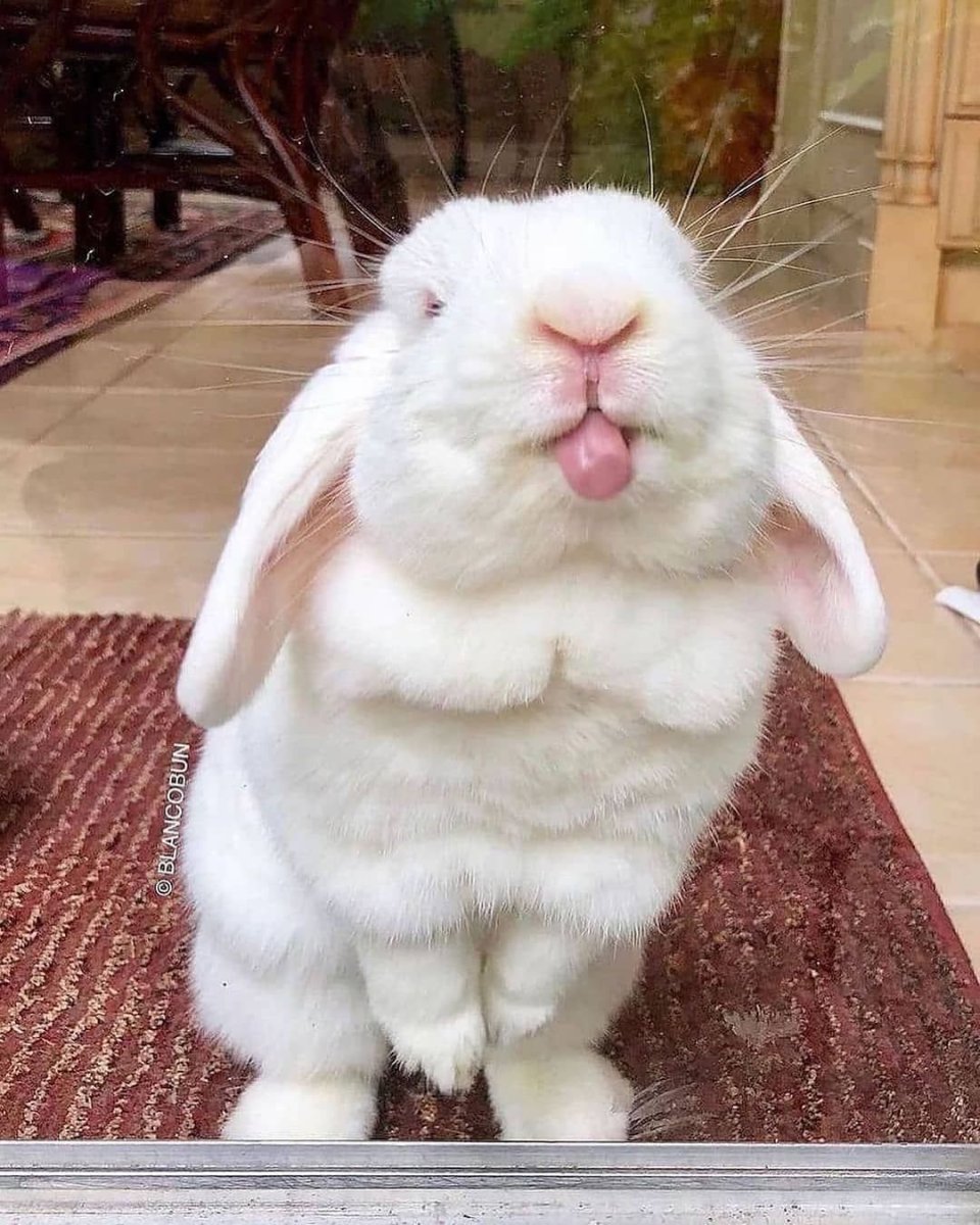 Модный кролик