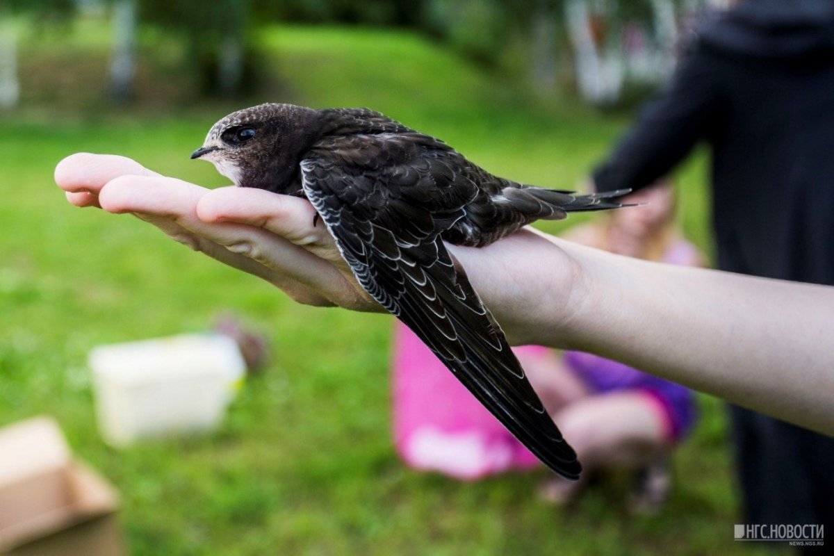 Насекомоядные птицы Стриж