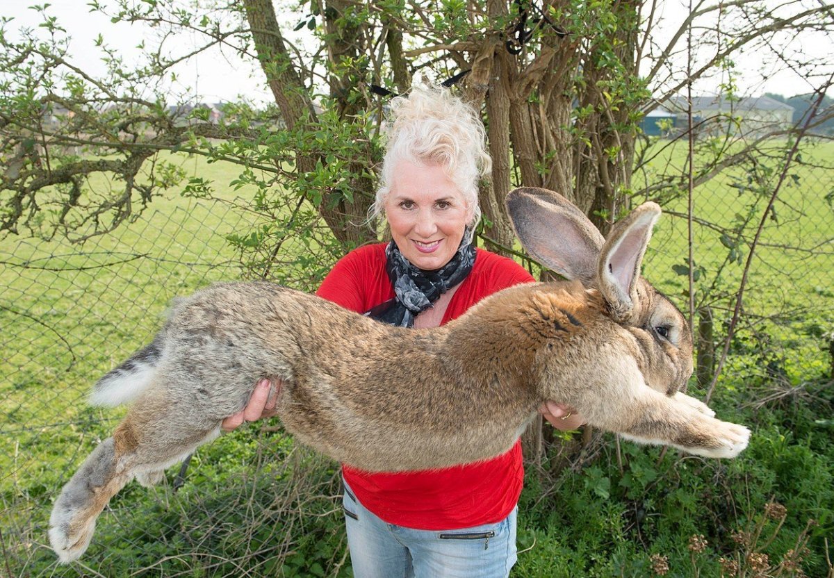 Кролик улыбается