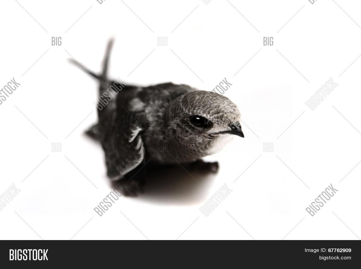 Стрижонок птенец