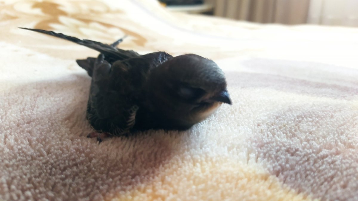 Стриж птенец с открытым клювом