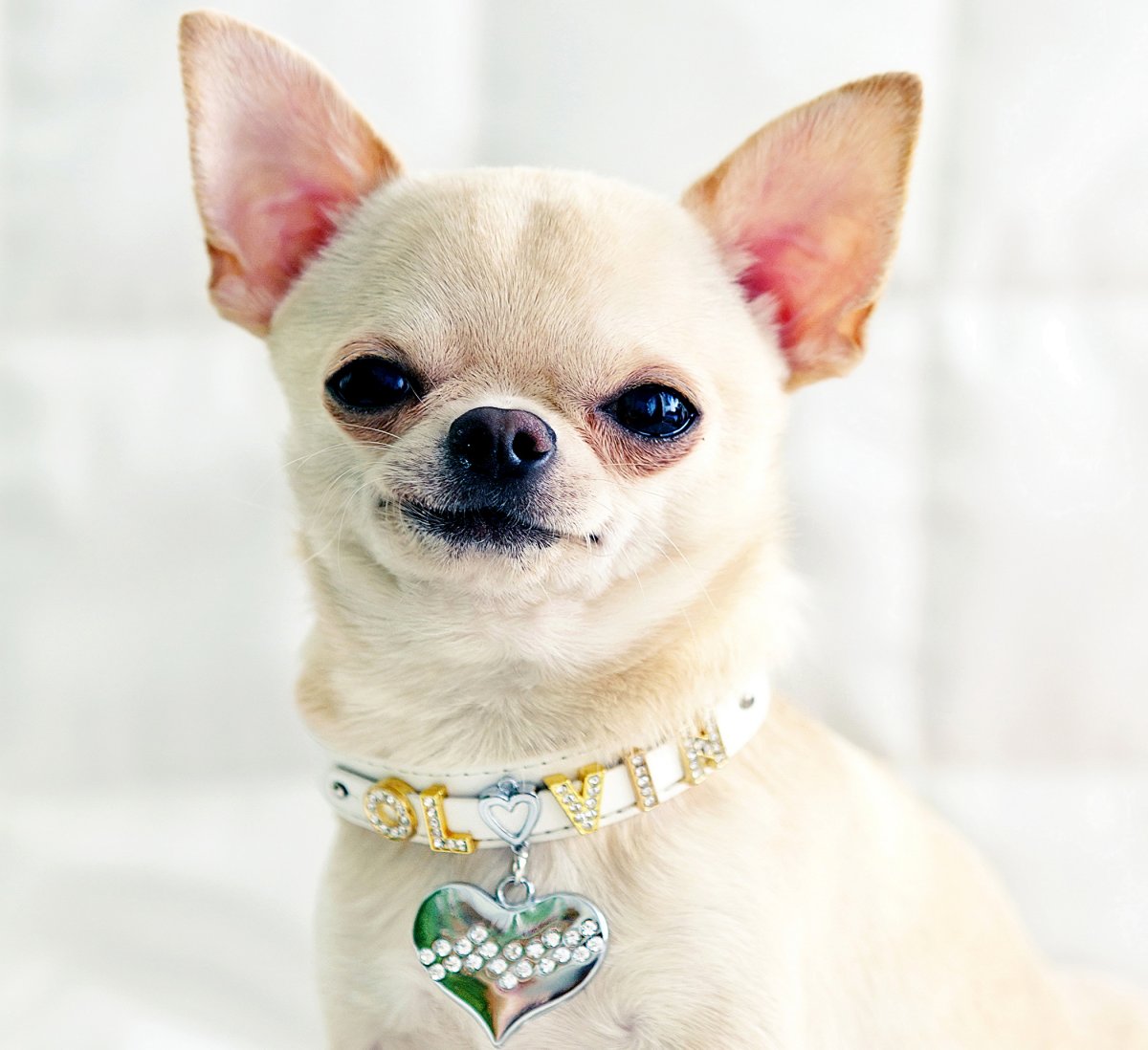 Чихуа чихуа