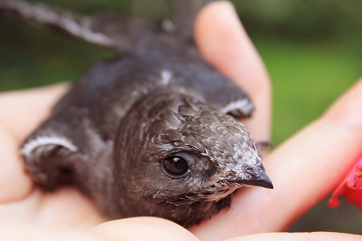 Черный Стриж птица