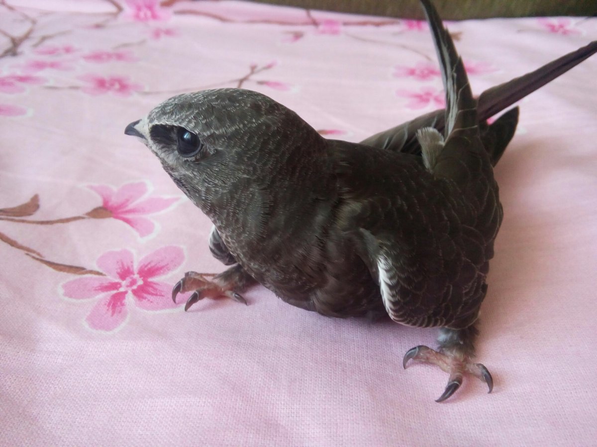 Птенец стрижа