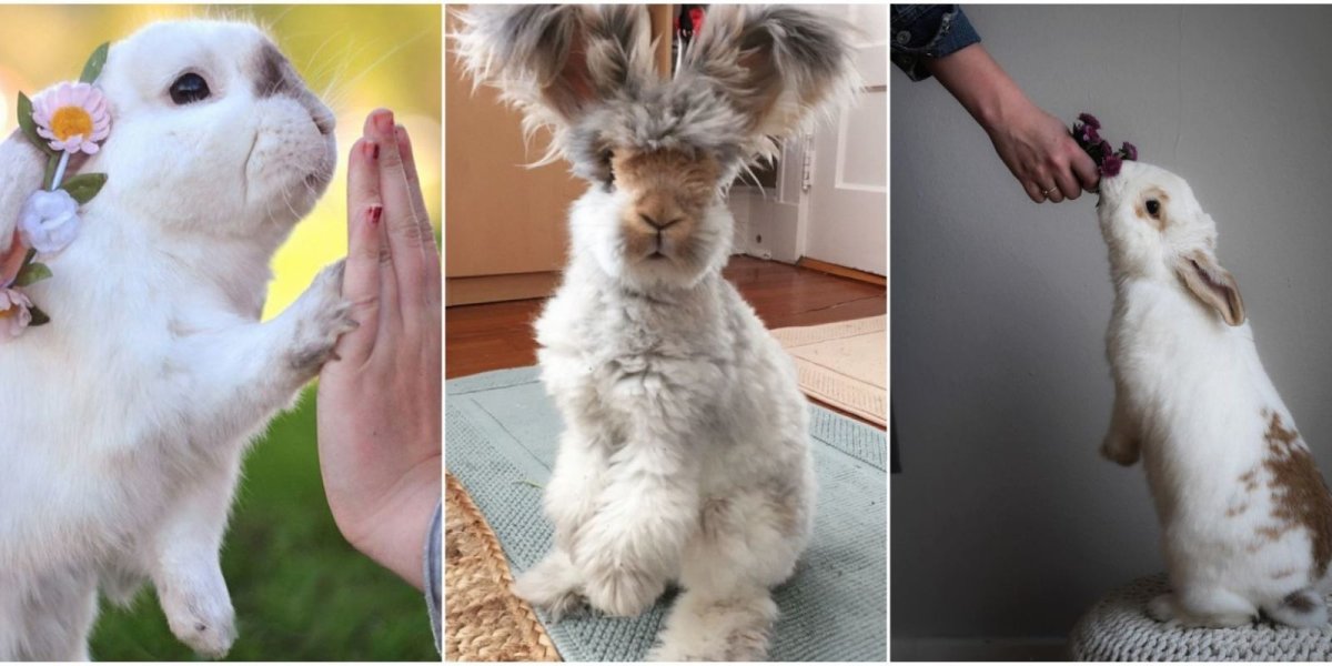 Смешной заяц