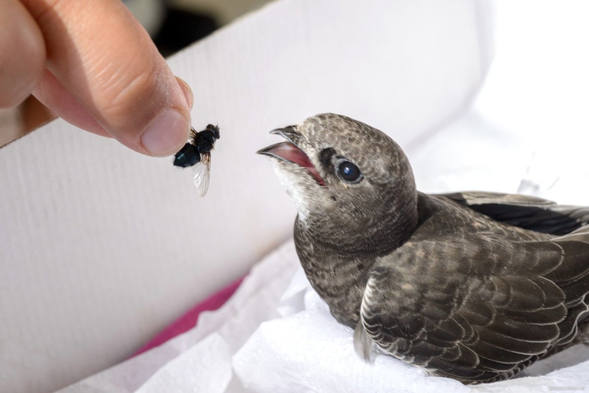 Черный Стриж когти