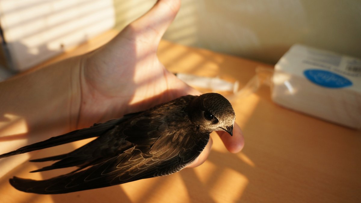 Птенец стрижа новорожденный