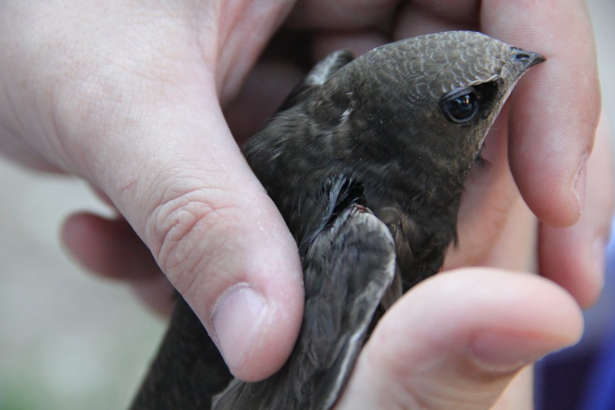 Птенец стрижа слепой