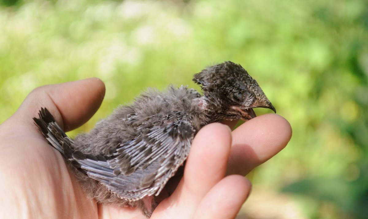 Птенец стрижа слеток