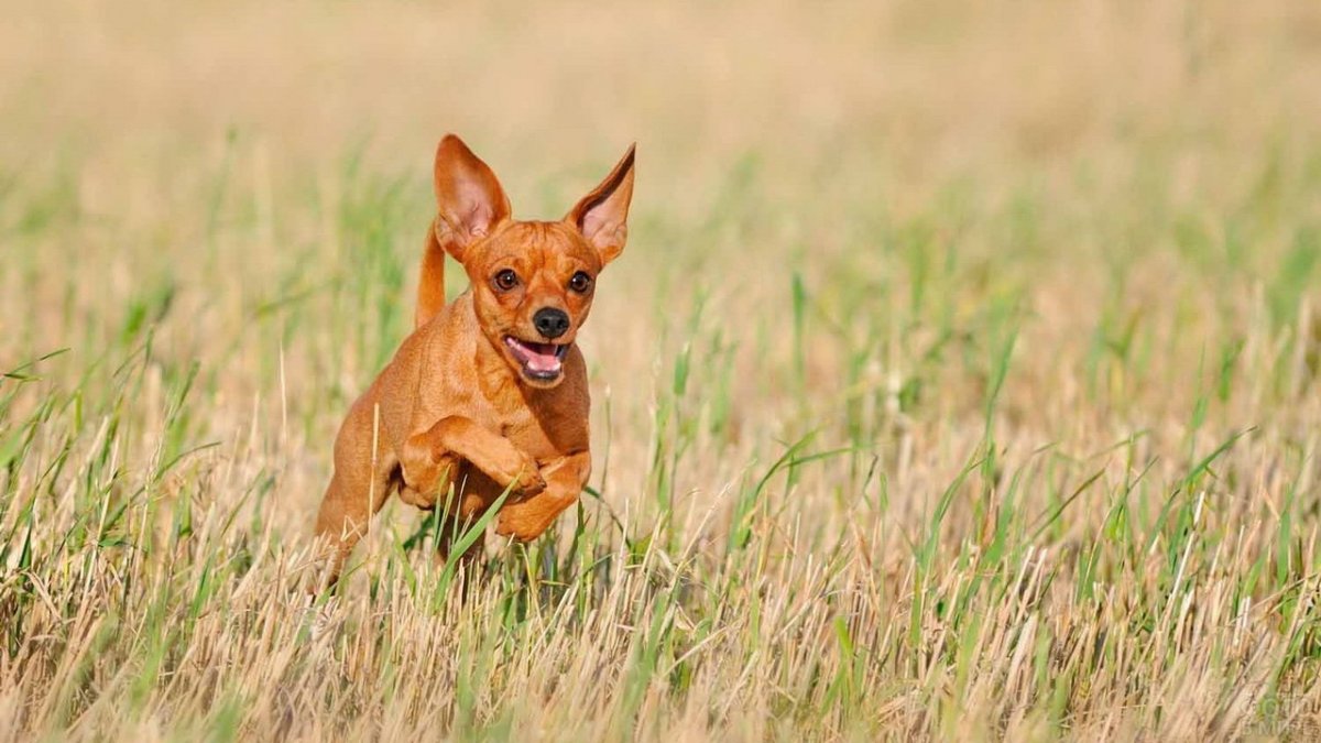 Собака карликовый пинчер