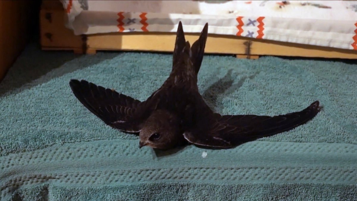 Стриж поджимает крыло