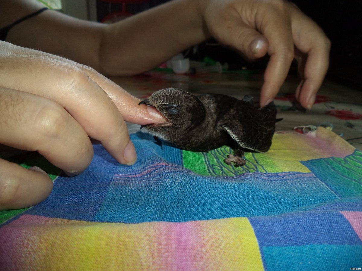 Стриж птица птенец