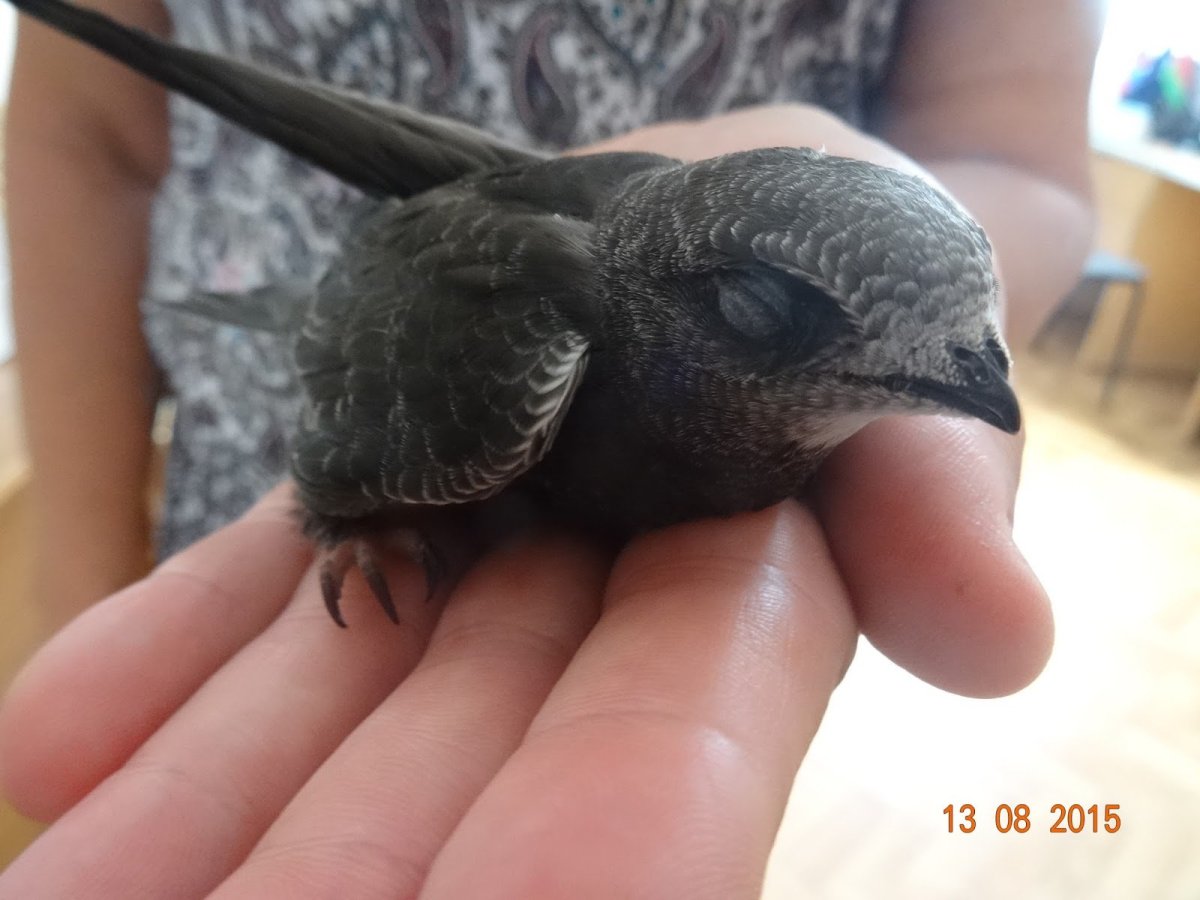 Кто выхаживал стрижа в неволе