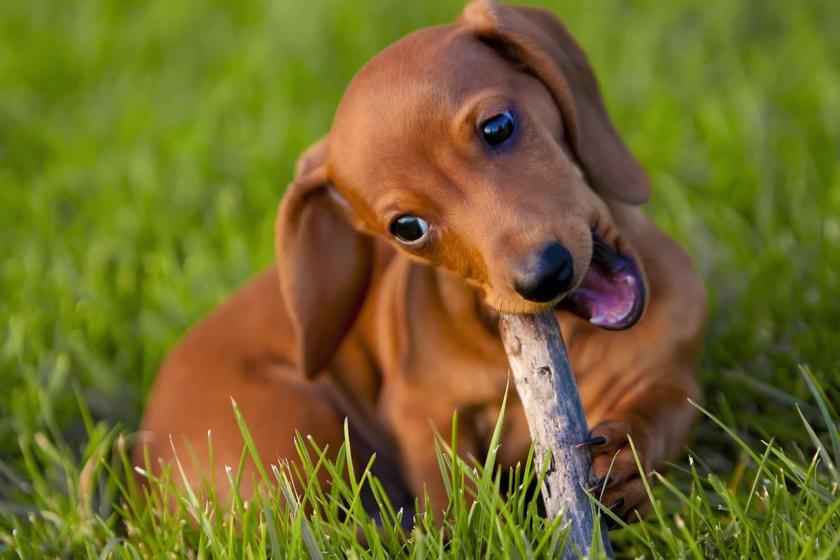 Кроличья такса