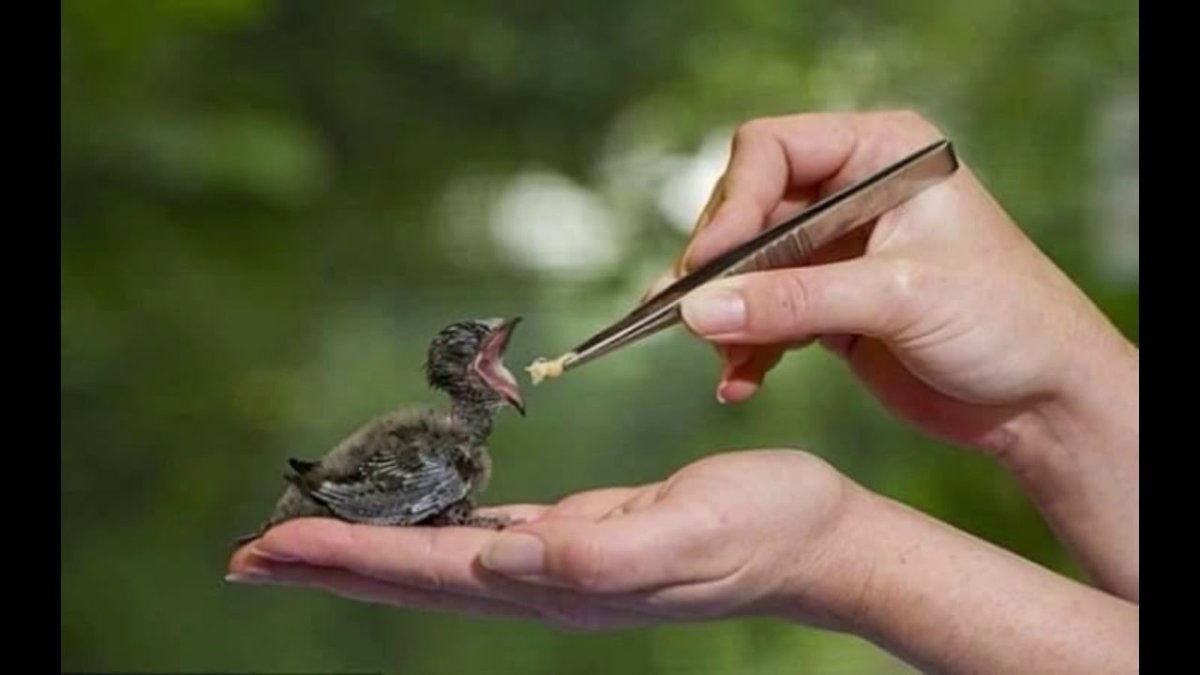 Ласточка птенец слеток