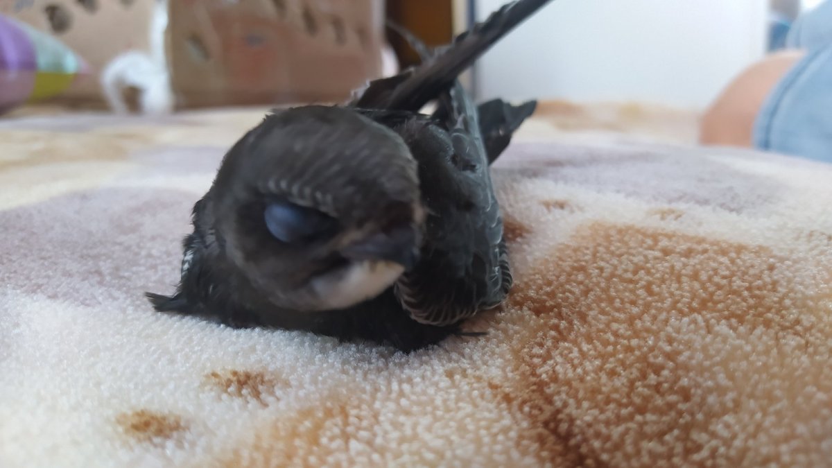 Стриж птенец желторотик