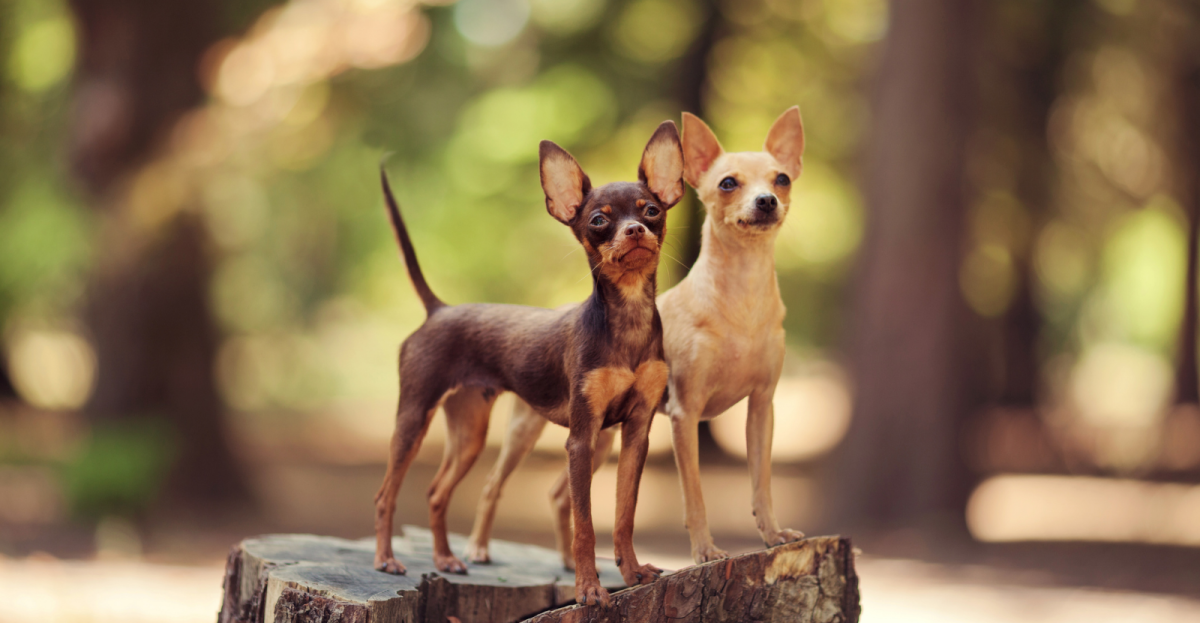 Самые неприхотливые маленькие собаки для квартиры