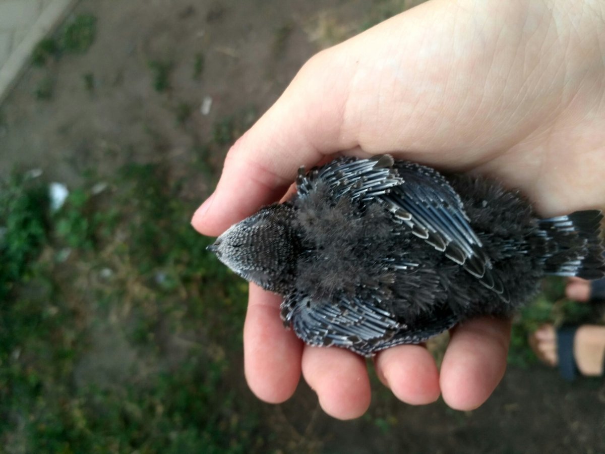 Ласточка гнездо птенцы