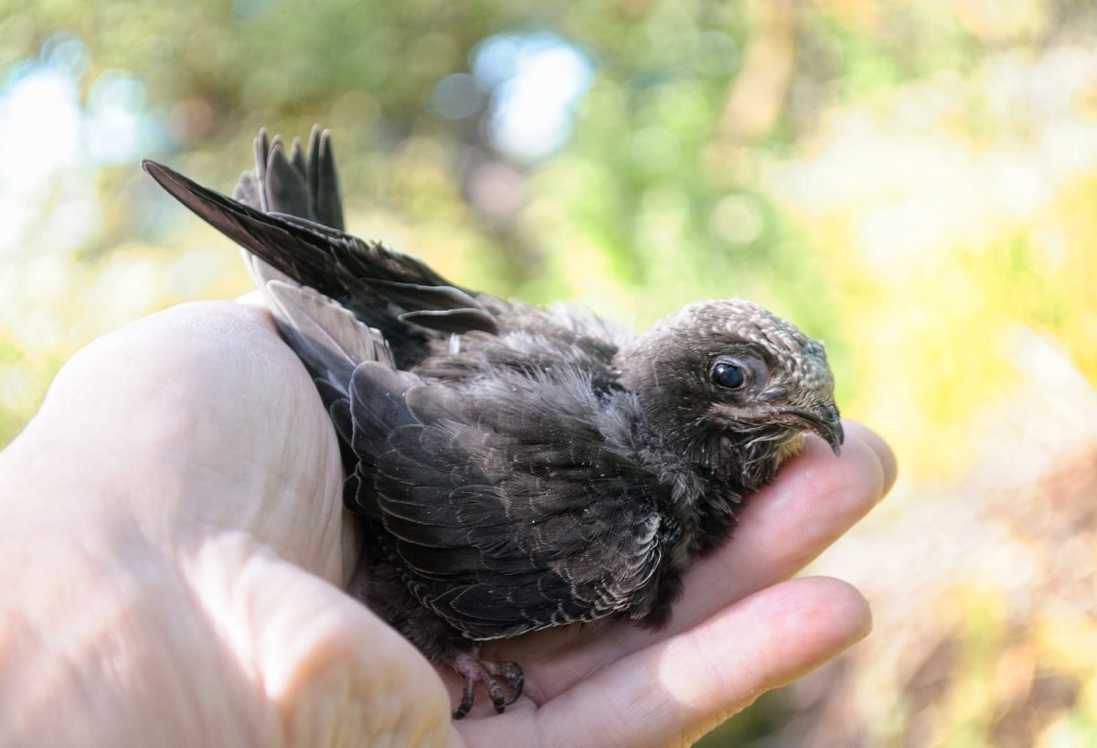 Птенец черного стрижа