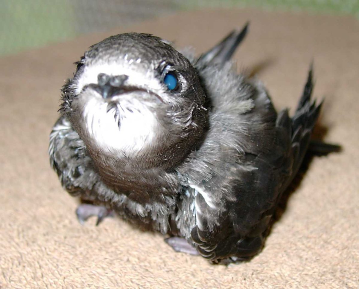 Маленькие ласточки