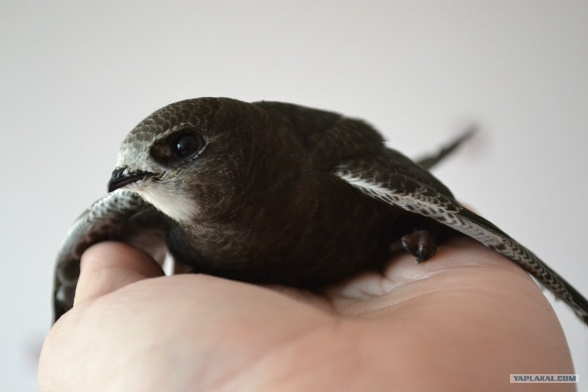 Детеныш стрижа