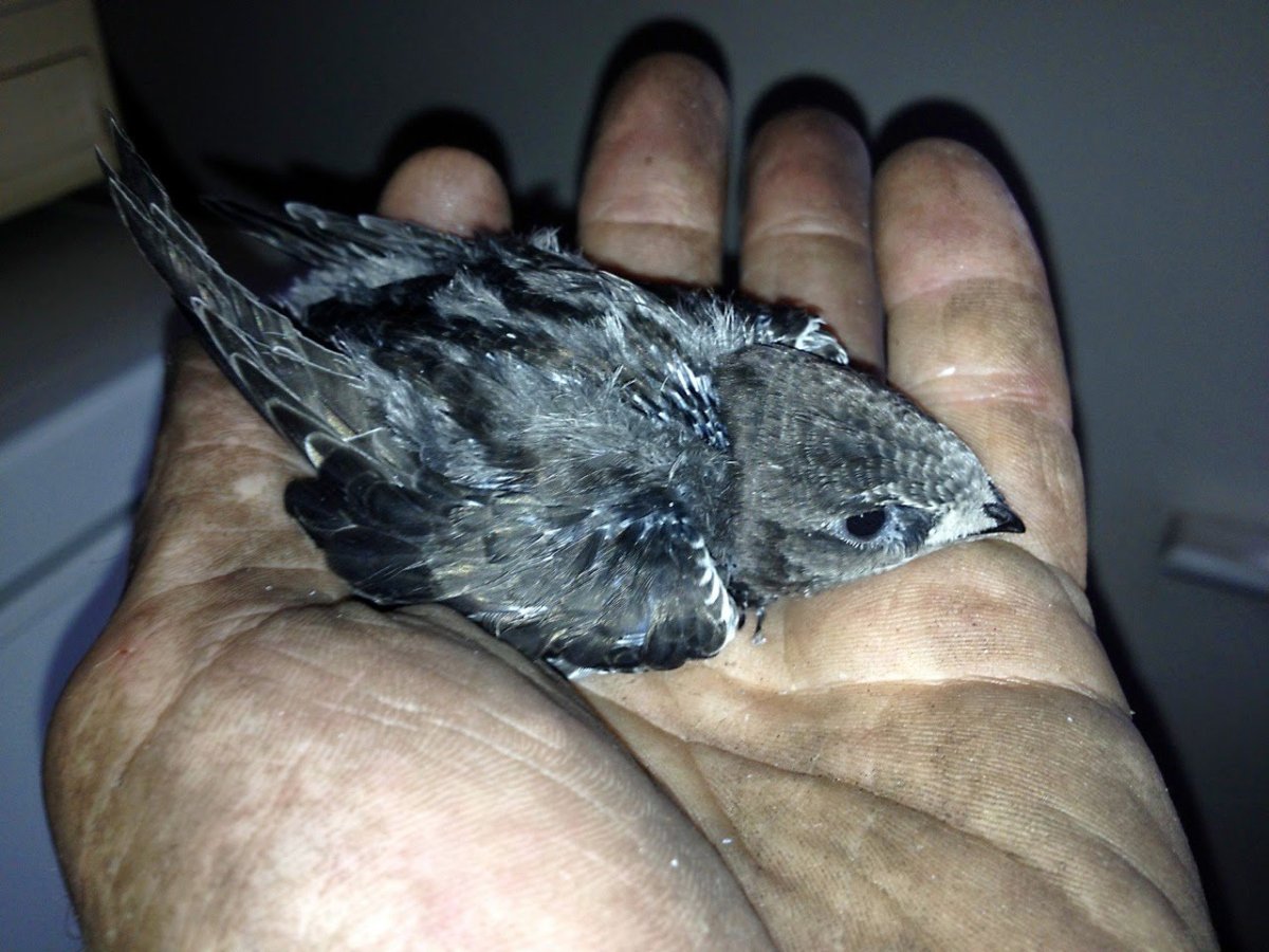 Корм для птенцов стрижа