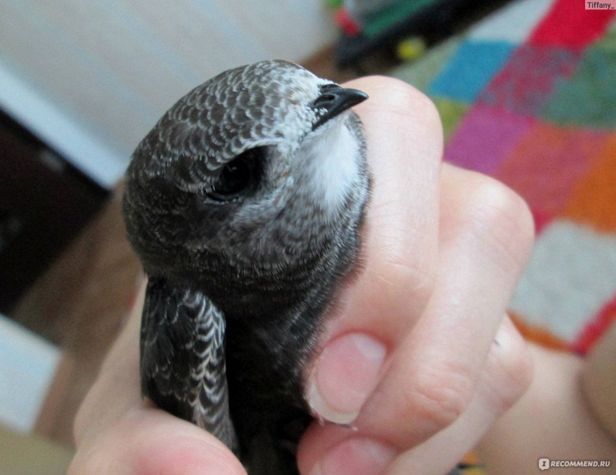 Черный Стриж гнездо